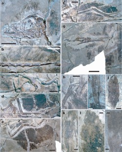Figure 3: Selected skeletal elements and associated feathers of LPM-B00169.