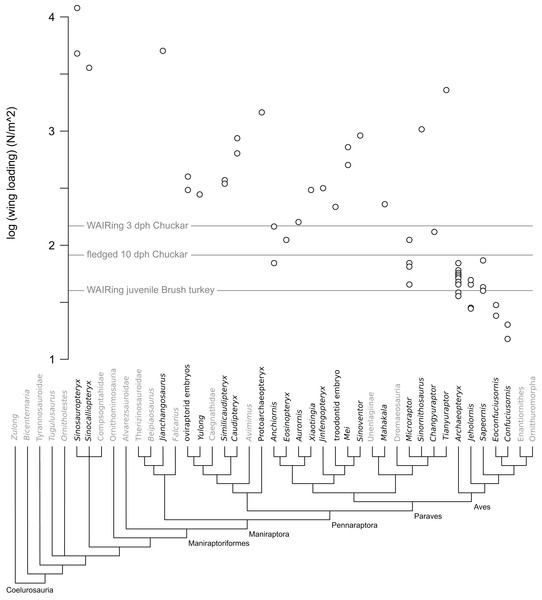 Figure 1: Wing loading values in non-avian theropods. Each open circle denotes the value per specimen for taxa with multiple specimens included in analysis. Note that only a minority of paravian specimens are below the lines denoting values pre WAIR quadruped crawling in Chukar (3 dph) and when fledging occurs (10 dph) as well as WAIR capable Brush Turkeys. Download full-size image DOI: 10.7717/peerj.2159/fig-1