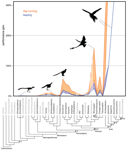 Figure 3: Evolution of flight stroke enhancements to flap running (orange) and vertical leaping (blue) performance. Estimated ranges are mapped over a phylogeny of selected Maniraptoriformes. Averages are presented when multiple specimens are available. Upper lines are for 90° flap angles and lower lines for 50° flap angles. Flight-stroke specific characters are mapped onto the phylogeny: 1, forelimb integument; 2, pennaceous feathers on forelimb; L-shaped scapulocoracoid; 4, laterally facing gl