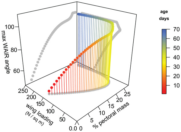 Figure 4: 3D scatterplot of values for Chukars modeled for the first 70 days of growth. 2D projections of the values are shown on each axis-pair plane with grey circles. Age, pectoral limb muscle mass, wing loading, and WAIR performance data are from Heers & Dial (2015) . Maximum WAIR angle was limited to 100°. Regressions were neither linear nor unimodal suggesting a complex interaction between musculoskeleletal and aerofoil ontogeny and performance. Mass (g) was estimated from age by the quadr