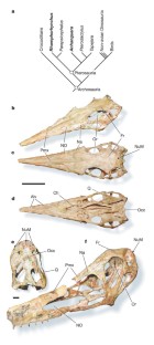 Figure 1: Relationships and skulls of pterosaur taxa.