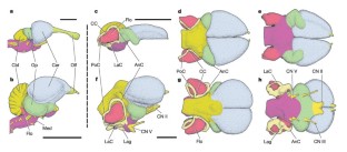 Figure 2: Endocasts and labyrinths of pterosaurs compared to brains of extant archosaurs.