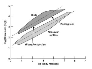 Figure 3: Relative brain size in pterosaurs compared to birds and other reptiles.