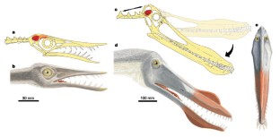Figure 4: Skull and head postures of pterosaurs.