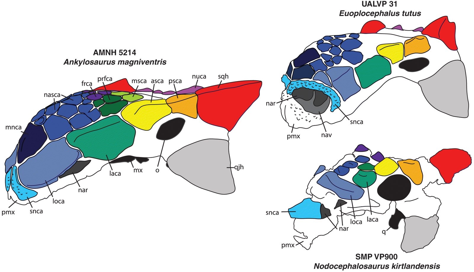 Figure 4 from Arbour & Mallon (2017): direct comparison between Ankylosaurus magniventris (AMNH 5214), Euoplocephalus tutus (UALVP 31), and Nodocephalosaurus kirtlandensis (SMP VP900) skulls in lateral view, with cranial osteoderms color-coded to show homologies. In Euoplocephalus the external naris (nar) is anterior and roofed by an arched supranarial caputegulum (snca) — a condition the paper identifies as the typical ankylosaurine pattern. In Ankylosaurus the same naris has migrated laterally and is now roofed by the loreal osteoderm (laca), the diagnostic autapomorphy of the species.