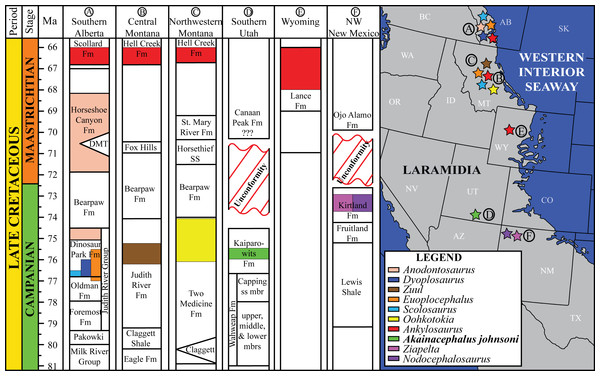 Figure 1: Distribution of Late Cretaceous Laramidian ankylosaurid dinosaurs. Overview of stratigraphic, temporal, and biogeographic distribution of Late Cretaceous (upper Campanian–upper Maastrichtian) ankylosaurid dinosaurs, including Akainacephalus johnsoni , across northern Laramidian (Alberta, Montana, Wyoming), and southern Laramidian (Utah, New Mexico) basins. Noticeable is the higher number of taxa and more widespread distribution of ankylosaurids in northern Laramidia. Colored bars withi