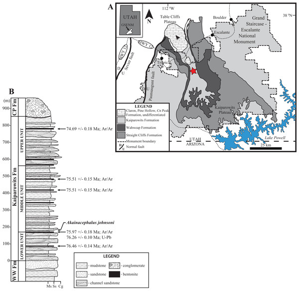 Figure 2: Location and stratigraphy of the Kaiparowits Formation. Map of Grand Staircase-Escalante National Monument (GSENM), southern Utah (A), and generalized stratigraphic section of the upper Campanian Kaiprowits Formation (B). The approximate stratigraphic position of Akainacephalus johnsoni is located near the base of the middle unit within the Kaiparowits Formation. The map highlights the GSENM boundary (dashed line), showing the geological distribution and outcrops of the Cretaceous Kaip