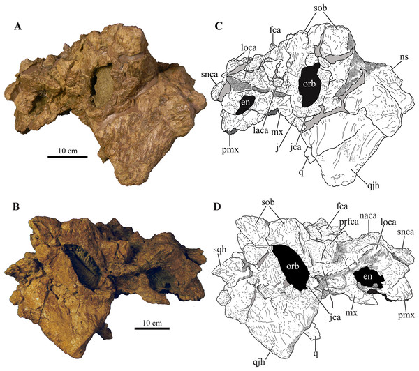 Figure 3: Skull of Akainacephalus johnsoni (UMNH VP 20202). Photographs of the skull of Akainacephalus johnsoni in (A), left lateral; and (B), right lateral views. Line drawings in (C), left lateral; and (D), right lateral views highlight major anatomical features. Study sites: en, external naris; fca, frontal caputegulum; j, jugal; jca, jugal caputegulum; l, lacrimal; laca, lacrimal caputegulum; loca, loreal caputegulum; mx, maxilla; n, nasal; naca, nasal caputegulae; ns, nuchal shelf; orb, orb