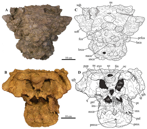 Figure 4: Skull of Akainacephalus johnsoni (UMNH VP 20202). Photographs of the skull of Akainacephalus johnsoni in (A), dorsal; and (B), ventral views. Line drawings in (C), dorsal; and (D), ventral views highlight major anatomical features. Study sites: bpt, basipterygoid; bs, basisphenoid; ch, choana; exo, exoccipital; fm, foramen magnum; fca, frontal caputegulum; ins, internarial septum; laca, lacrimal caputegulum; loca, loreal caputegulum; mx, maxilla; mxtr, maxillary tooth row; naca, nasal 
