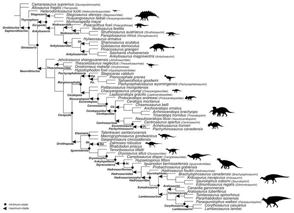 Figure 1: Specifier-based phylogeny of Ornithischia . Subclade topologies reflect those of the primary reference phylogenies: Ankylosauria (Figure 11 of Arbour & Currie, 2016 ; Figure 5 of Rivera-Sylva et al., 2018a ), Hadrosauridae (Figure 25 of Prieto-Márquez et al., 2013 ; Figure 18 of Prieto-Márquez, Wagner & Lehman, 2020 ), Marginocephalia (Figure 27 of Schott & Evans, 2017 ; Figure 9 of Chiba et al., 2018 ; Figure 9a of Fowler & Freedman Fowler, 2020 ; Figure 10 of Morschhauser et al., 201