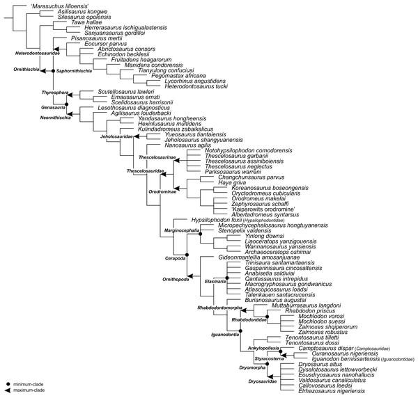 Figure 2: The phylogenetic nomenclature of ornithischian dinosaurs using the topology of Madzia, Boyd & Mazuch (2018 : Fig. 4B). Note that Nanosaurus agilis has been analyzed by Madzia, Boyd & Mazuch (2018) as ‘ Othnielosaurus ’. The name was changed here following Carpenter & Galton (2018) . Additionally, the name Marasuchus lilloensis was placed in quotation marks to highlight that the taxon may not be distinct from Lagosuchus talampayensis ( Agnolin & Ezcurra, 2019 ). Download full-size image