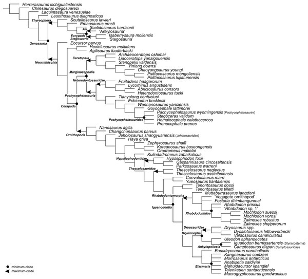 Figure 3: The phylogenetic nomenclature of ornithischian dinosaurs using the topology of Dieudonné et al. (2020 : Figs. 1 and 2). Note that Dieudonné et al. (2020) followed Carpenter & Lamanna (2015) in placing aphanoecetes within Camptosaurus . Owing to the results of recent phylogenetic analyses ( e.g ., Madzia, Jagt & Mulder, 2020 ; Verdú et al., 2020 ), aphanoecetes is placed here within Uteodon McDonald, 2011 . Additionally, the name Psittacosaurus major was changed to Psittacosaurus lujiat