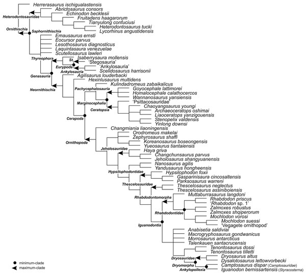 Figure 4: The phylogenetic nomenclature of ornithischian dinosaurs using the topology of Yang et al. (2020 : Fig. 12). Ankylosauria and Stegosauria of Yang et al. (2020) were placed in quotation marks to highlight that these names have not been necessarily used by the authors as defined in the present study. In turn, Psittacosauridae of Yang et al. (2020) was placed in quotation marks because the name has not been formally defined yet. Abbreviation: St . – Stegosauria . Download full-size image 
