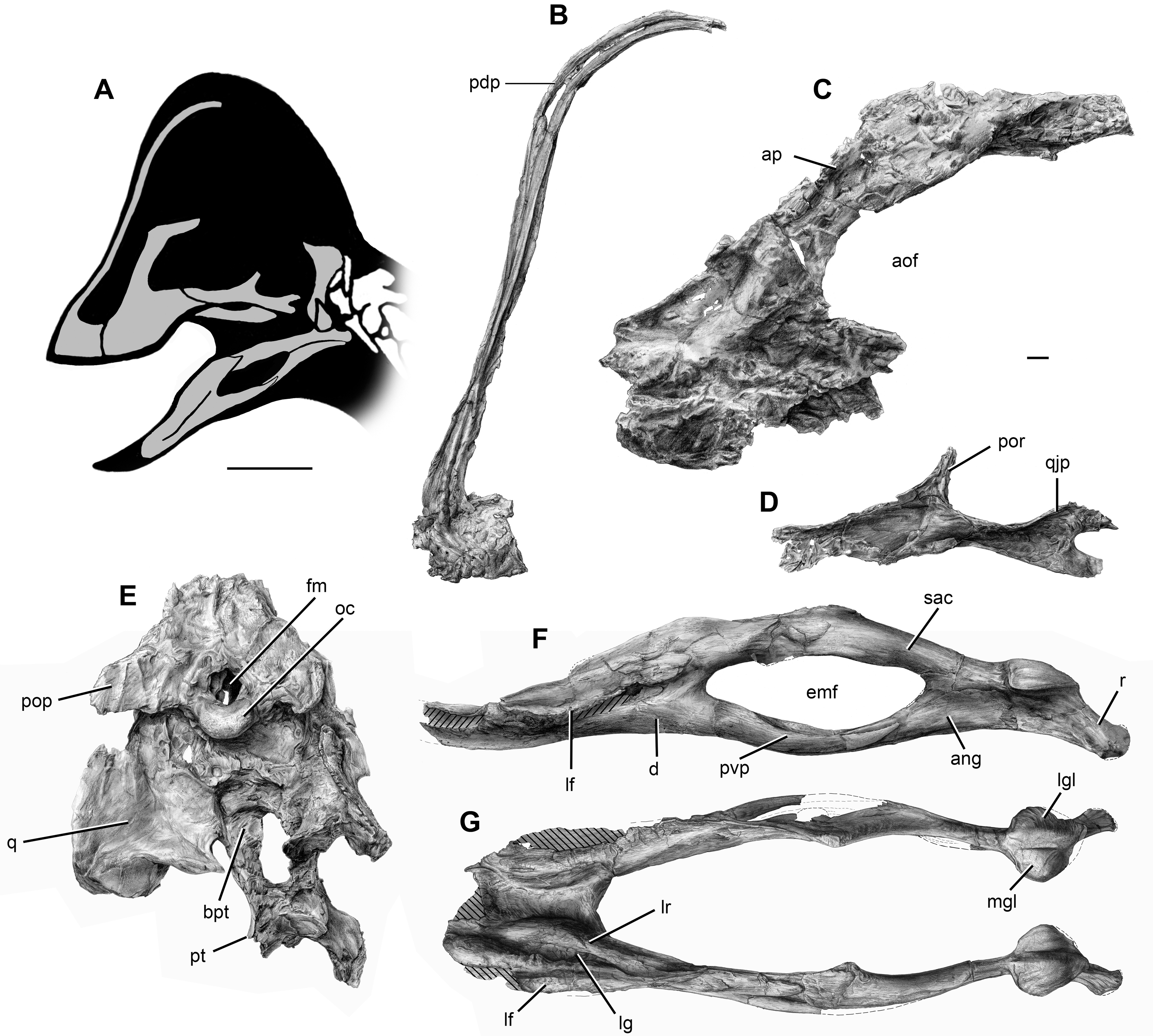 Figure 2. Craniomandibular skeleton of Anzu wyliei gen. et sp. nov.