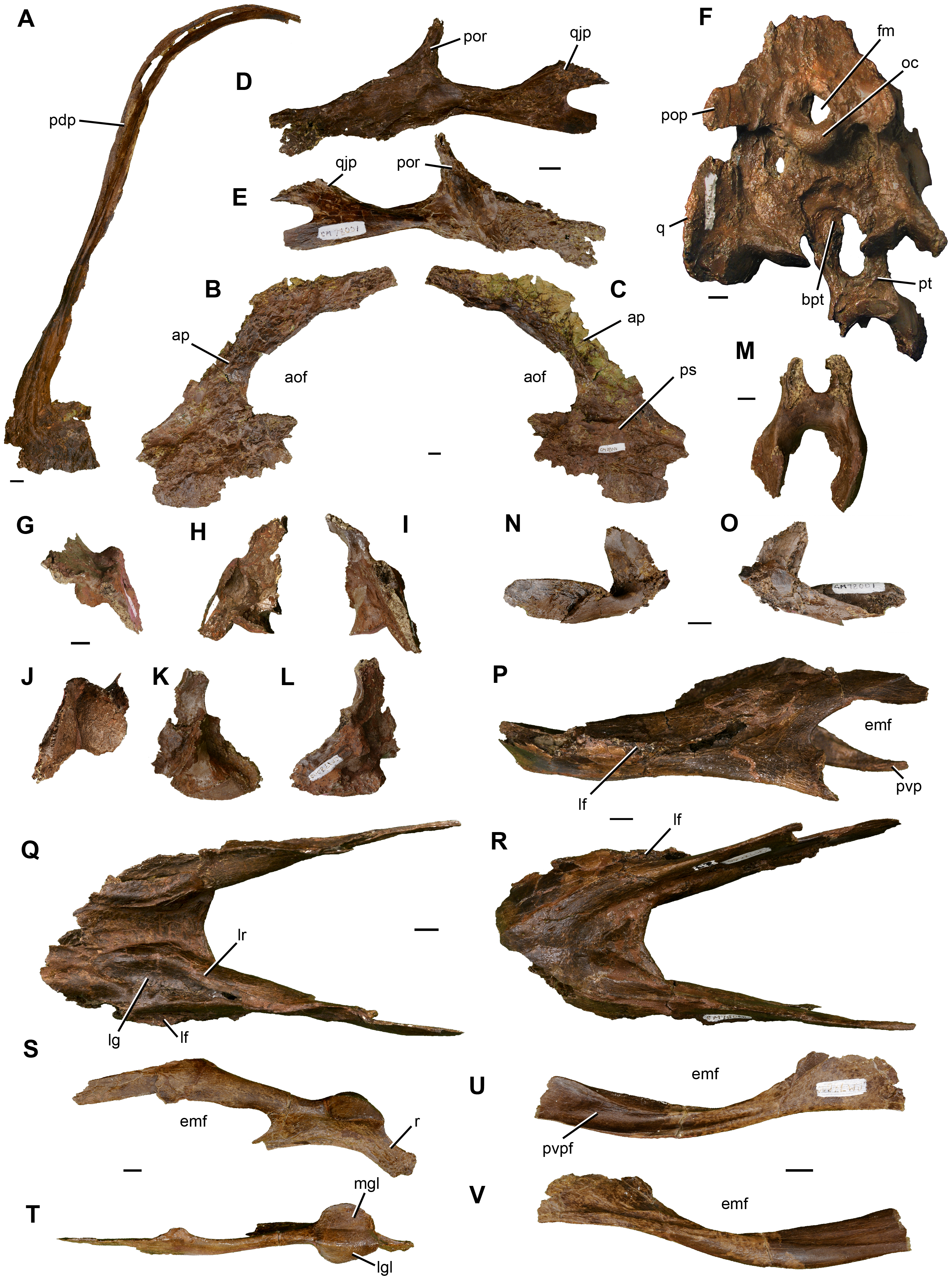 Figure 3. Photographs of craniomandibular elements of Anzu wyliei gen. et sp. nov.