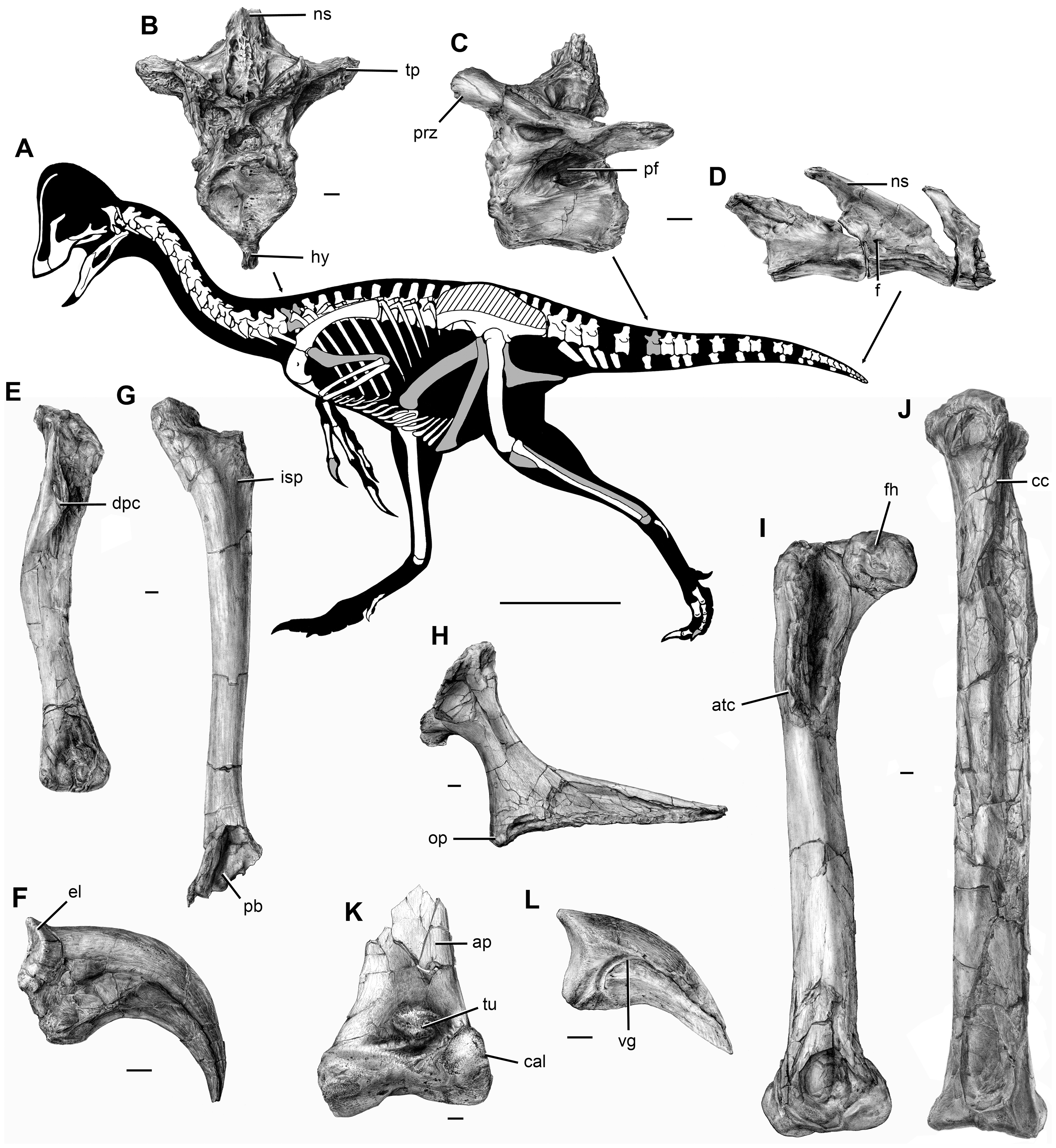 Figure 4. Postcranial skeleton of Anzu wyliei gen. et sp. nov. as preserved in the CM specimens.