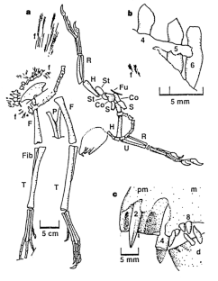 Figure 2: Protarchaeopteryx robusta .