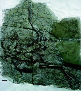 Figure 4: Caudipteryx zoui , holotype, NGMC 97-4-A.