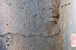 Figure 2: Photograph of transverse thin section of the fibular mid-shaft of Gigantoraptor holotype (LH V0011) under a polarized scope.