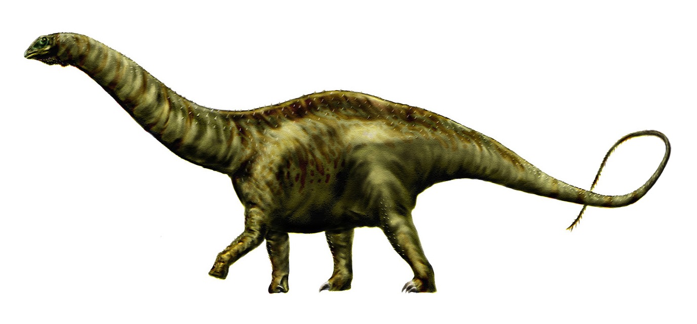 Apatosaurus ajax