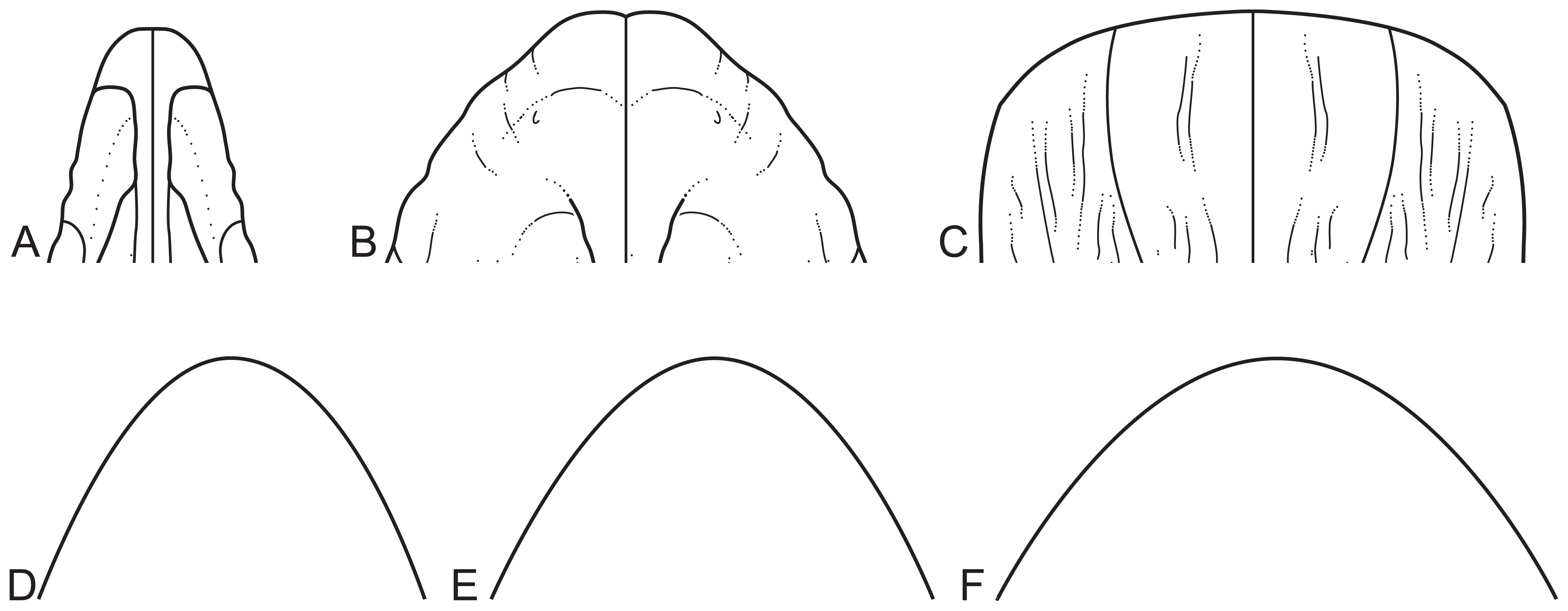 Figure 1. Snout shapes of sauropodomorph dinosaurs and ungulate mammals.