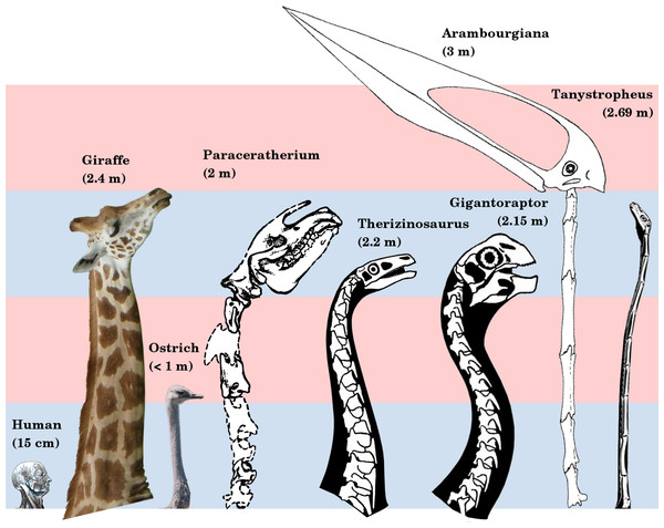 Figure 1: Necks of long-necked non-sauropods, to scale. The giraffe and Paraceratherium are the longest necked mammals; the ostrich is the longest necked extant bird; Therizinosaurus and Gigantoraptor are the largest representatives of two long-necked theropod clades; Arambourgiania is the longest necked pterosaur; and Tanystropheus has a uniquely long neck relative to torso length. Human head modified from Gray’s Anatomy (1918 edition, fig. 602). Giraffe modified from photograph by Kevin Ryder 