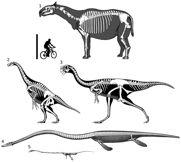 Figure 2: Full skeletal reconstructions of selected long-necked non-sauropods, to scale. 1, Paraceratherium. 2, Therizinosaurus. 3, Gigantoraptor. 4, Elasmosaurus. 5, Tanystropheus . Elasmosaurus modified from Cope (1870, plate II, figure 1) . Other image sources as for Fig. 1 . Scale bar = 2 m. Download full-size image DOI: 10.7717/peerj.36/fig-2