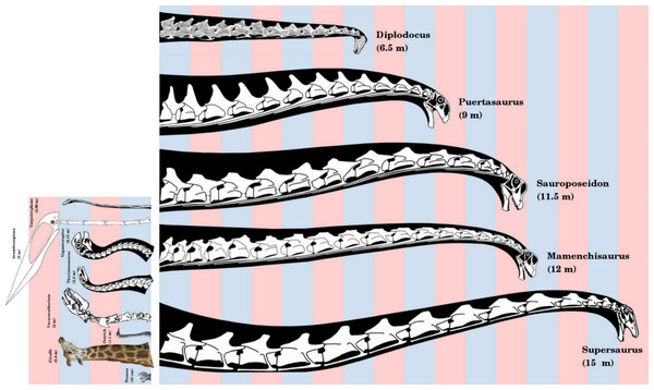 Figure 3: Necks of long-necked sauropods, to scale. Diplodocus , modified from elements in Hatcher (1901, plate 3) , represents a “typical” long-necked sauropod, familiar from many mounted skeletons in museums. Puertasaurus , Sauroposeidon , Mamenchisaurus and Supersaurus modified from Scott Hartman’s reconstructions of Futalognkosaurus , Cedarosaurus , Mamenchisaurus and Supersaurus respectively. Alternating pink and blue bars are one meter in width. Inset shows Fig. 1 to the same scale. Downlo
