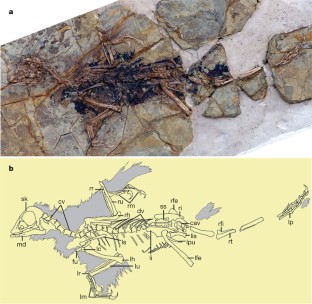 Figure 1: Xiaotingia zhengi holotype (STM 27-2).