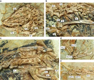 Figure 2: Selected skeletal elements of STM 27-2.