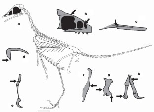 Figure 3: Selected skeletal elements of Archaeopteryx .