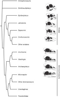 Figure 4: A simplified cladogram showing the systematic position of Xiaotingia among the Coelurosauria (see Supplementary Information ).