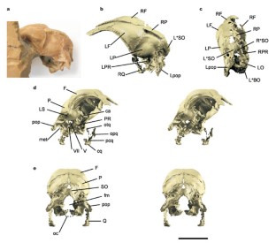 Figure 1: Braincase of the holotype of Archaeopteryx lithographica (BMNH 37001).