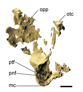 Figure 2: Right quadrate of BMNH 37001 in medial view.