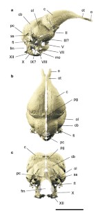 Figure 3: Restored endocast of the brain of BMNH 37001 rendered as a shell.
