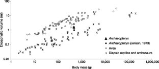Figure 4: Encephalization index for birds, reptiles and BMNH 37001.