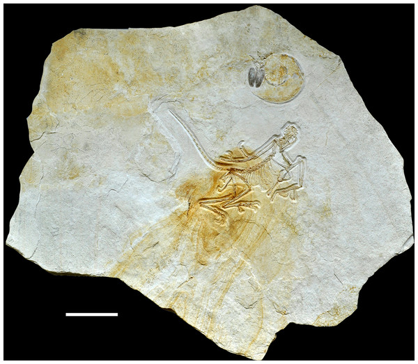 Figure 2: Complete slab of the 12th Archaeopteryx , with ammonite, probably Neochetoceras bous , preserved on the same slab. Scale bar is 10 cm. Download full-size image DOI: 10.7717/peerj.4191/fig-2