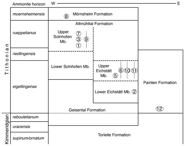 Figure 3: Stratigraphic position of the new find of Archaeopteryx , in comparison with previous Archaeopteryx specimens. Specimens: 1, London specimen; 2, Berlin specimen; 3, Maxberg specimen; 5, Eichstätt specimen; 6, Solnhofen specimen; 7, Munich specimen; 8, Daiting specimen; 9, ‘Chicken Wing;’ 10, Thermopolis specimen; 11, 11th specimen; 12, 12th specimen described here. Specimens are figured in their relative position within their members; specimens for which no exact stratigraphic position