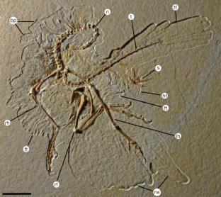 Figure 1: Overview photograph of the 11th skeletal specimen of Archaeopteryx .