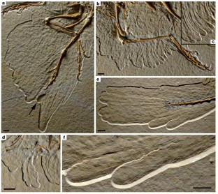 Figure 2: Details of the plumage of the 11th specimen of Archaeopteryx .