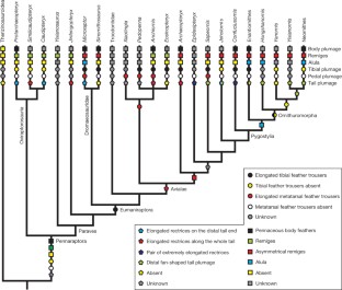 Figure 3: Evolution of pennaceous feathers in maniraptoran theropods.