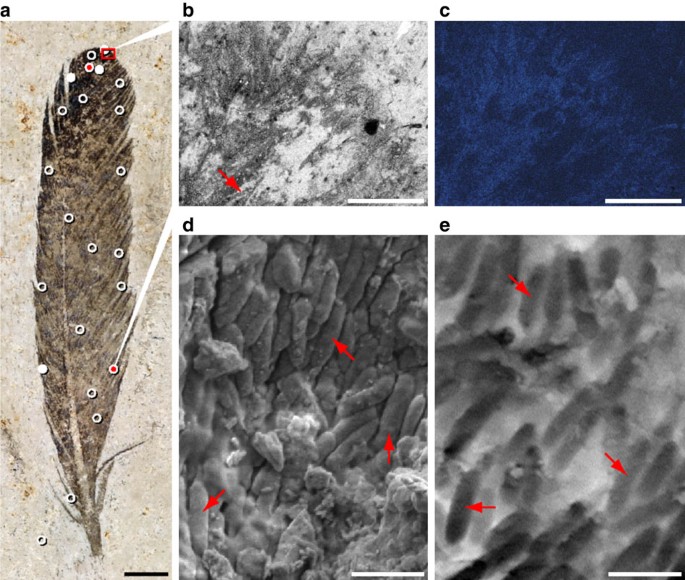 Figure 2: Organosulphur residue and melanosomes in the Archaeopteryx feather.
