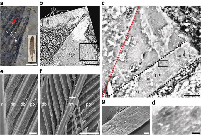 Figure 3: Barbule microstructure in Archaeopteryx and extant bird feathers.