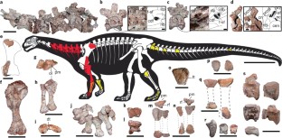 Fig. 1: Skeletal anatomy of Ingentia prima gen. et sp. nov. from the Quebrada del Barro Formation, northwestern Argentina.