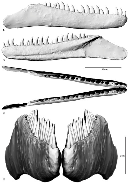 Figure 2: Reconstructed dentary of Australovenator wintonensis by Travis R. Tischler. (A) Labial;(B) Lingual; (C) Cranial; (D) Anterior. Download full-size image DOI: 10.7717/peerj.1512/fig-2