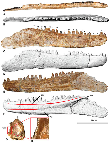 Figure 4: The holotype right dentary of Australovenator wintonensis AODF604. Photographs in: (A) Dorsal; (C) Labial; (E) Lingual. Digital renders in: (B) Dorsal; (D) Labial; (F) Lingual; (G) second tooth of the right dentary preserving denticles; (H) close up of denticles. Abbreviations: dc, distal carina; imp, intramandibular process of dentary; ld, lateral depression; lab, labial depression; pdg, paradental groove; Mg, Meckelian groove. Scale bar = 10 cm. Download full-size image DOI: 10.7717/