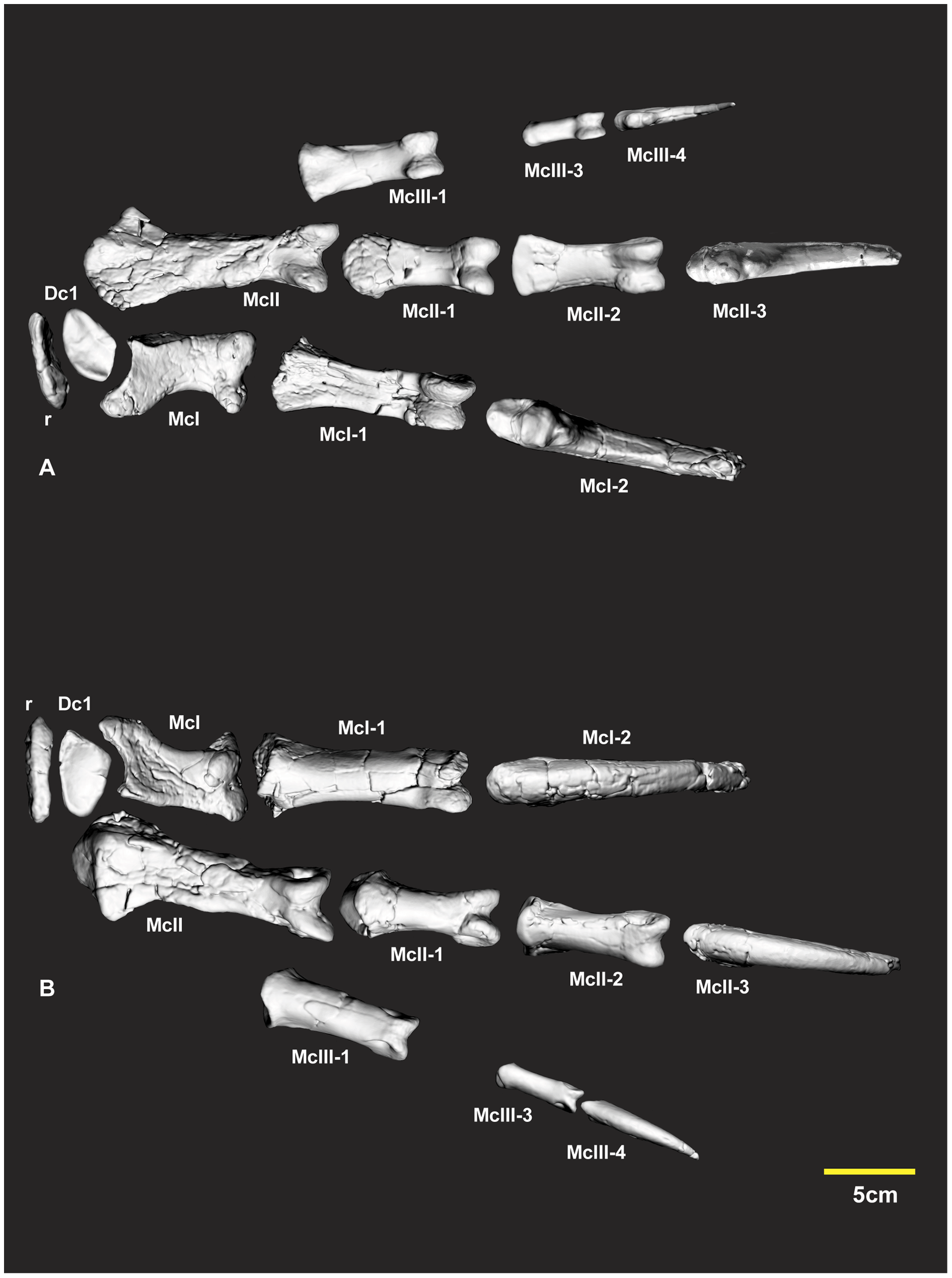 Figure 2. Articulated right manus elements.