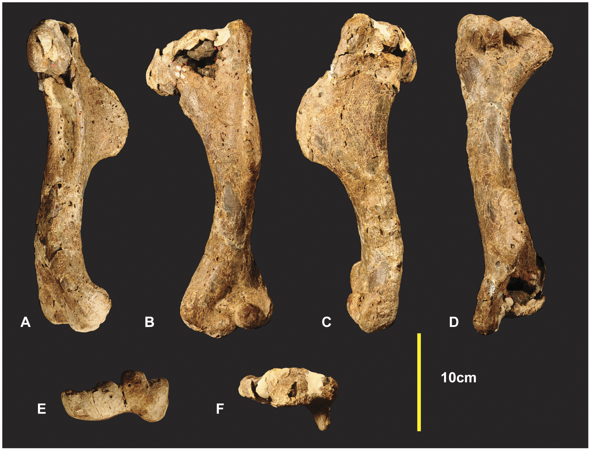 Figure 4. Left Humerus.