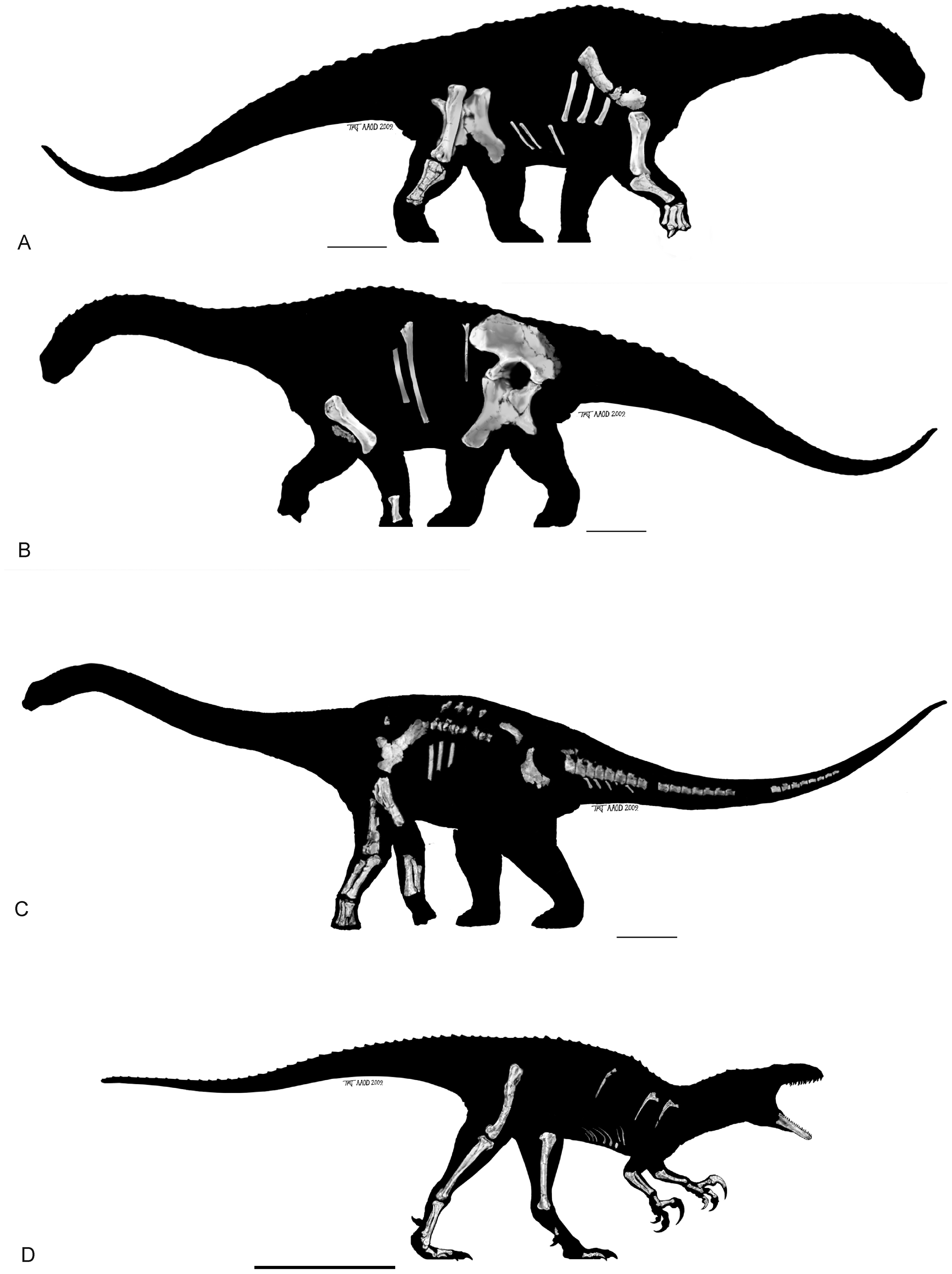 Figure 2. Silhouettes of the three new dinosaurs showing the material currently known from their respective holotypes.