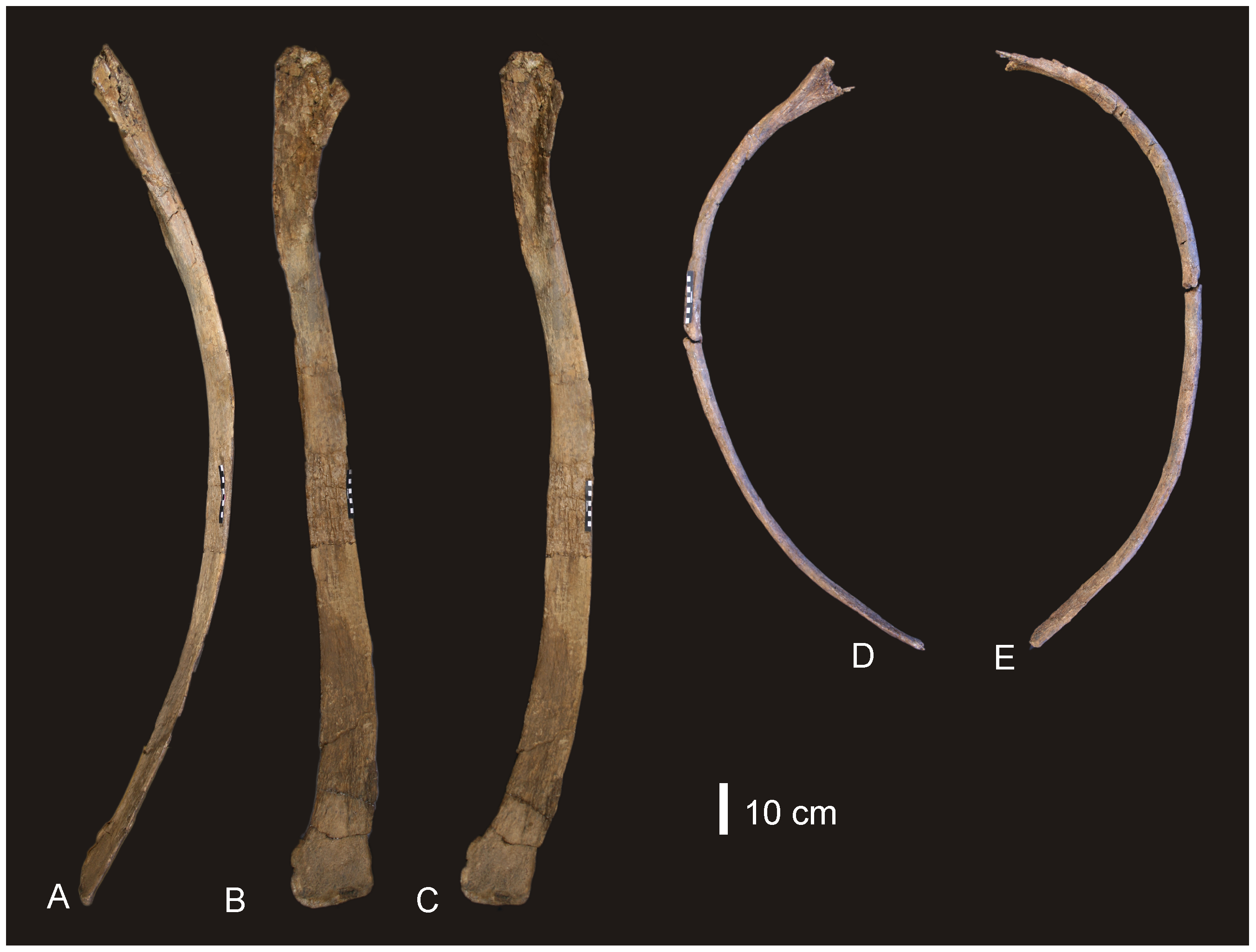 Figure 3. Dorsal ribs of Diamantinasaurus matildae .